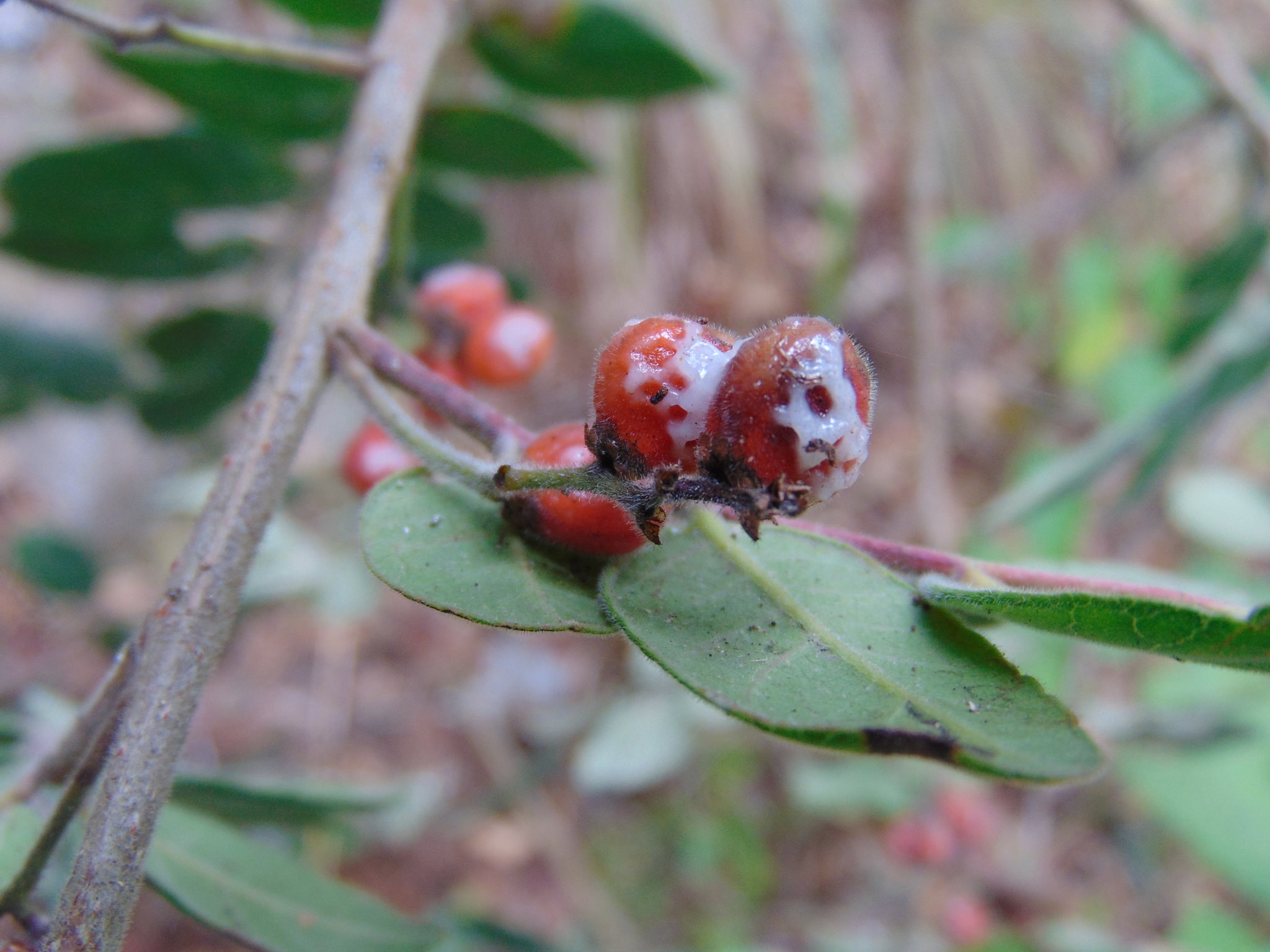 Rhus pachyrrhachis